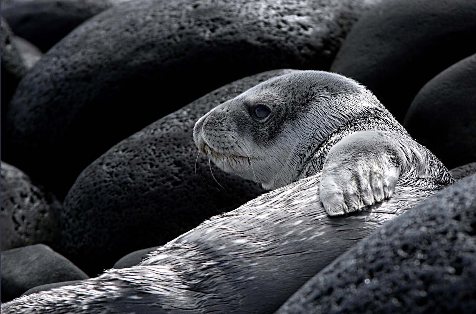 Young Weddell Seal on its own